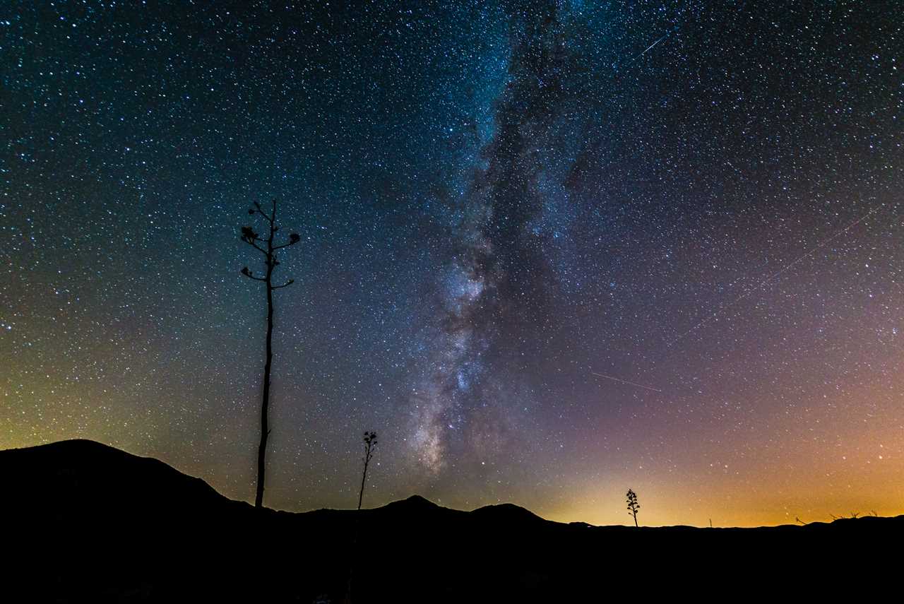 Starry skies over a cactus tree