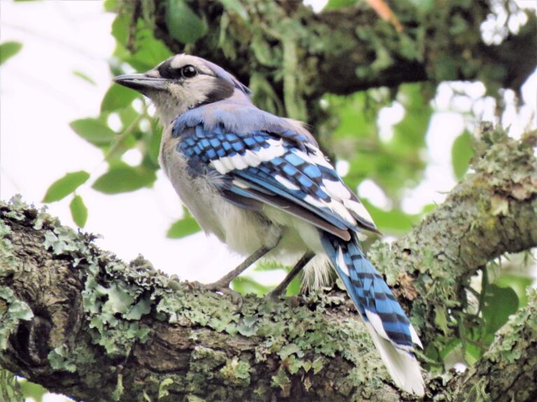 blue jay sitting on a branch