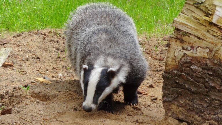 badger