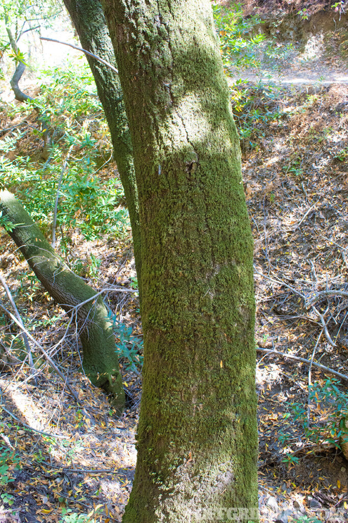 Photo of moss growing on a tree.