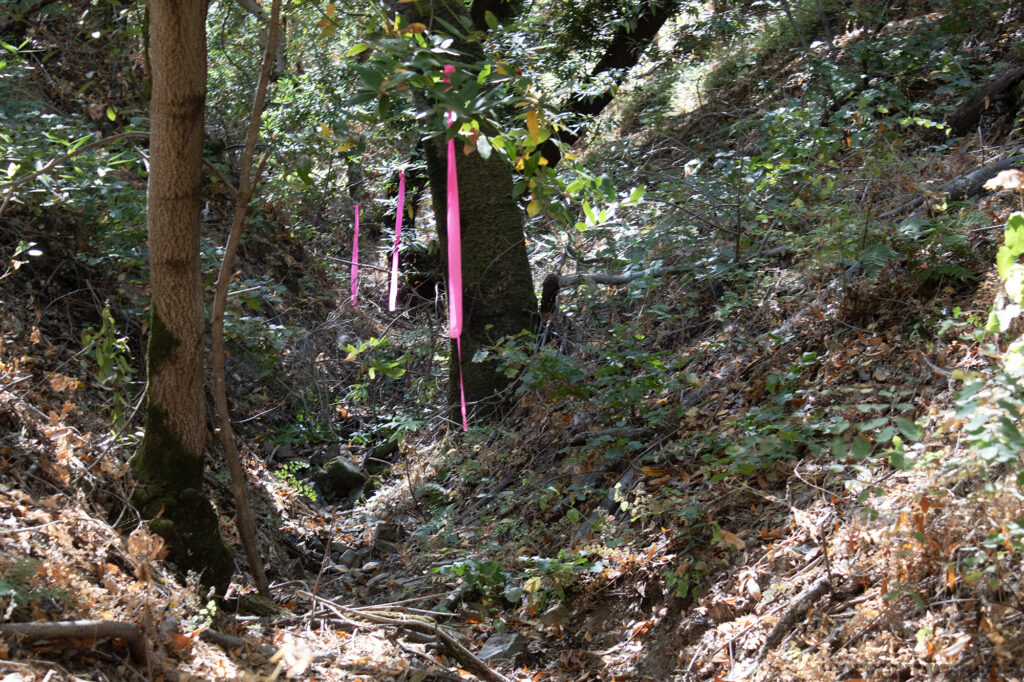 Photo of marking ribbon used to mark a trail through the woods. It's a useful way of navigating without tools. 