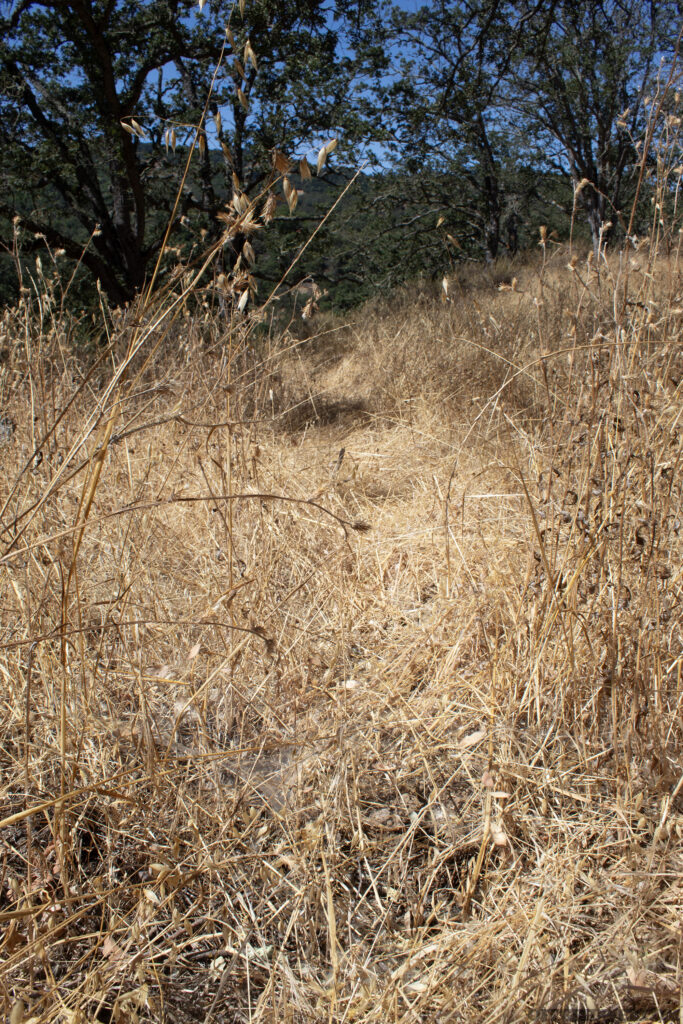 Photo of crushed vegetation where either a human or large animal has walked through.