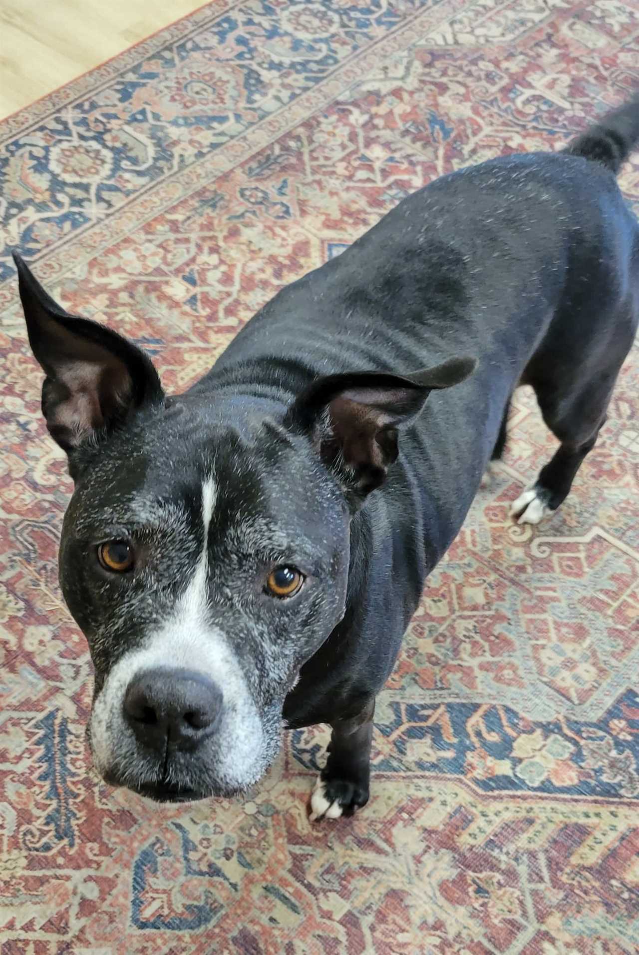 Dog on rug looking up at camera.