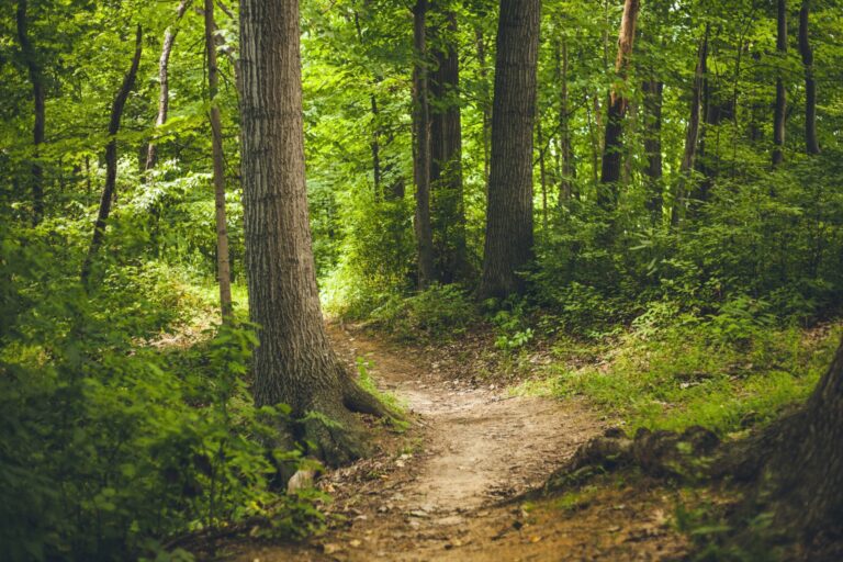 a path between trees in a forest