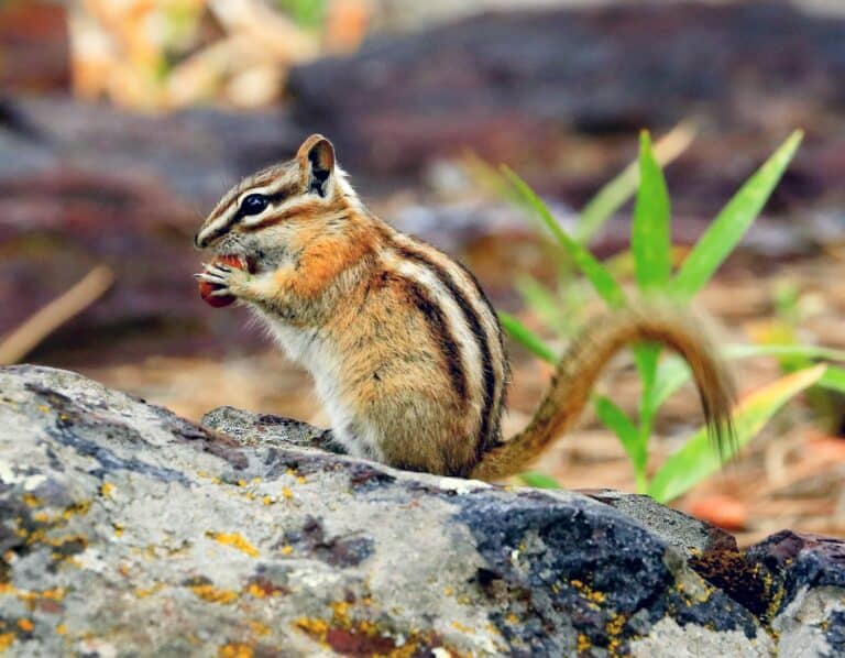 a chipmunk