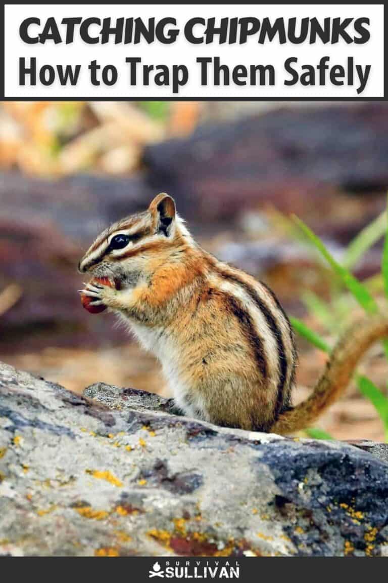 how to catch chipmunks pinterest