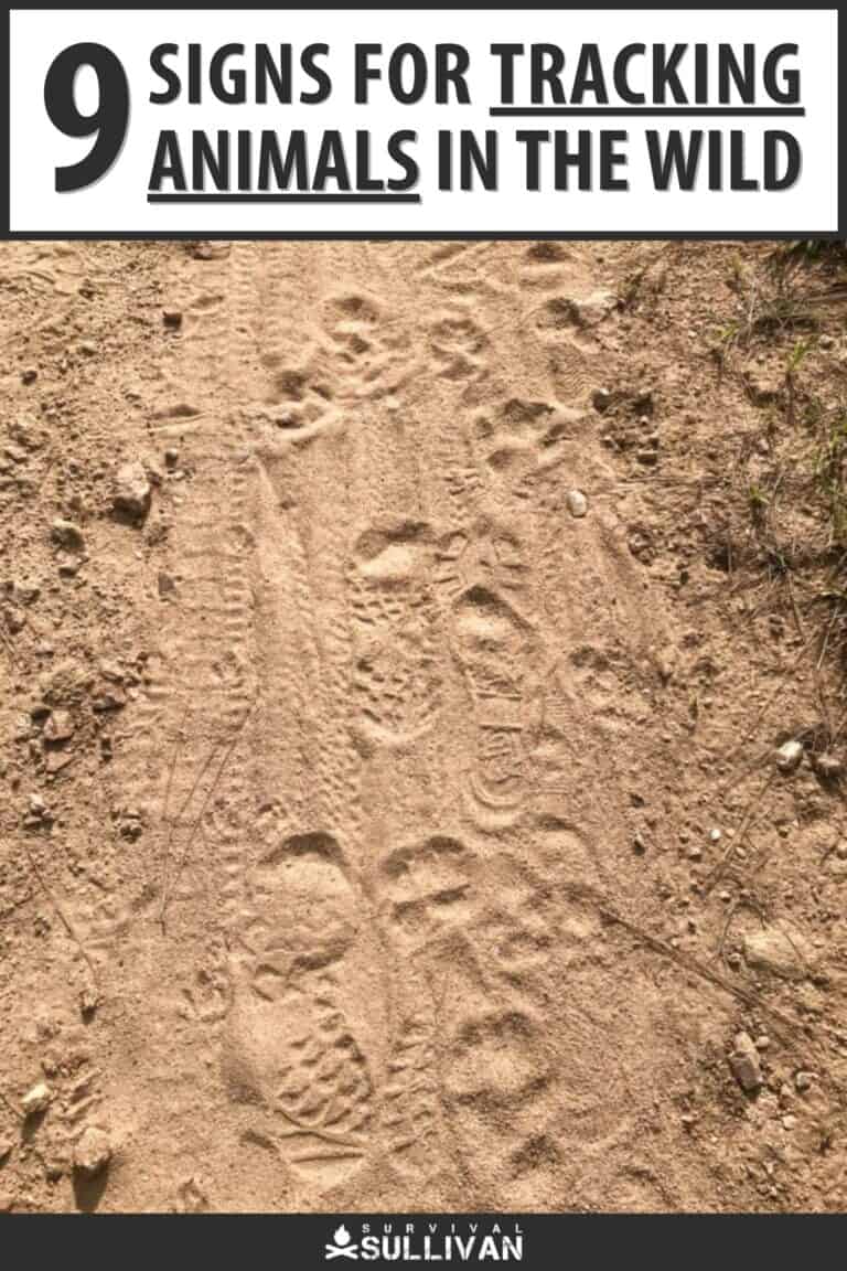 how to track animals in the wild pinterest