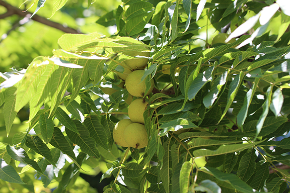 Survival Uses of Black Walnuts