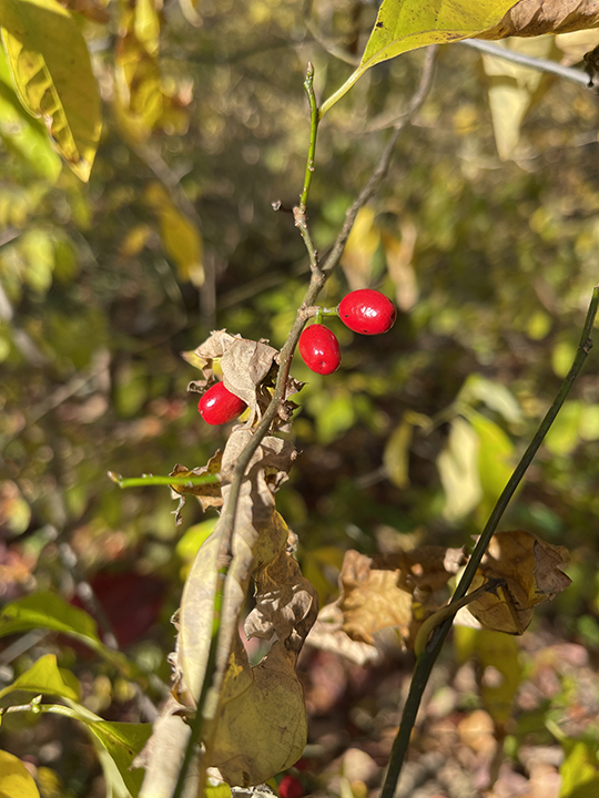 🍂🌿 Fall Flavor Alert: Spicebush – The Appalachian Allspice 🌿🍂