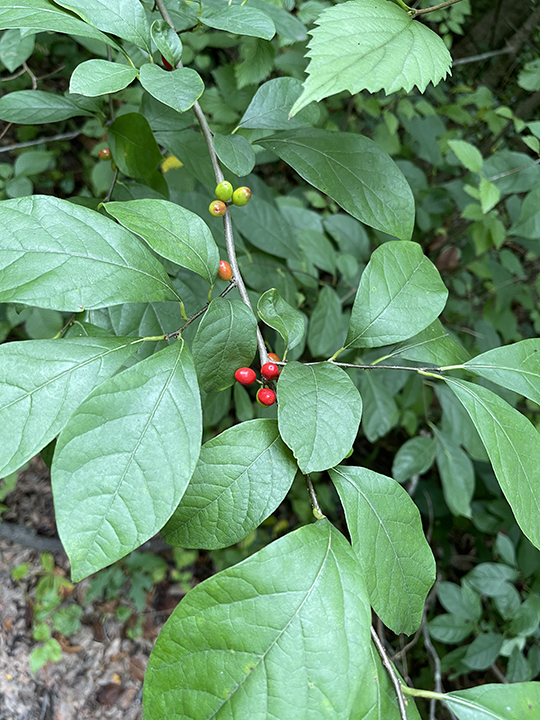 🍂🌿 Fall Flavor Alert: Spicebush – The Appalachian Allspice 🌿🍂