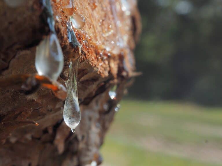 pine sap