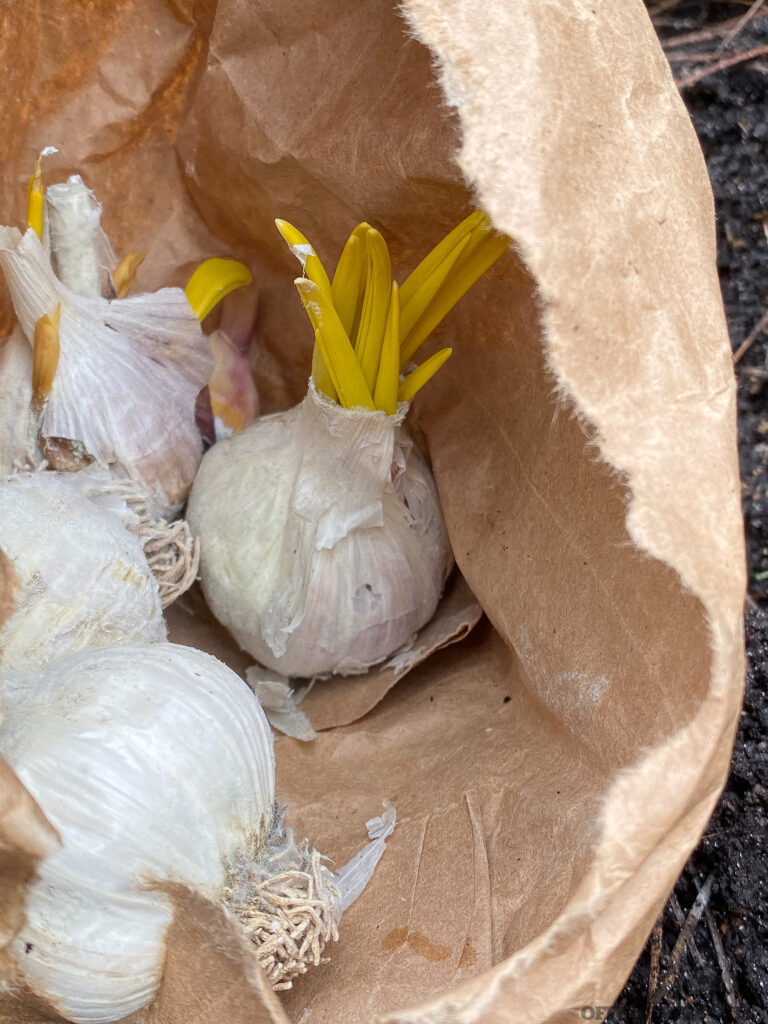 Garlic bulbs growing in a paper bag.