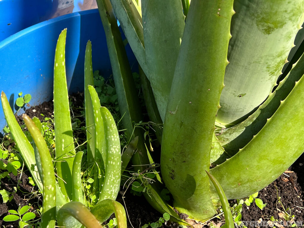 Photo of aloe vera growing in a container.