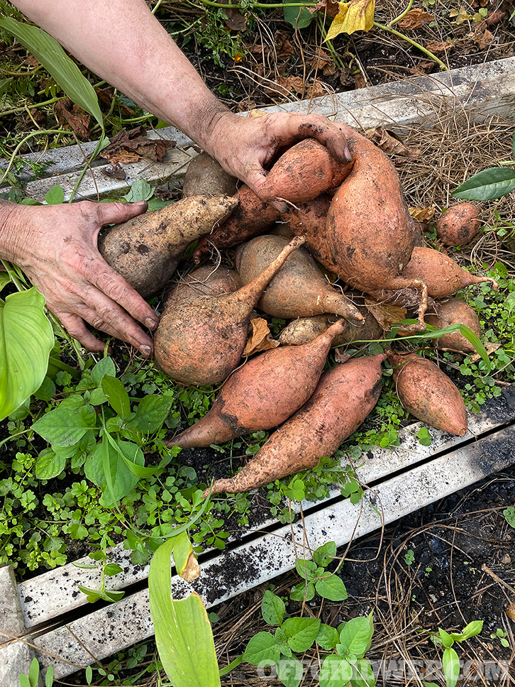 Sweet potatoes being cleaned off after harvesting.