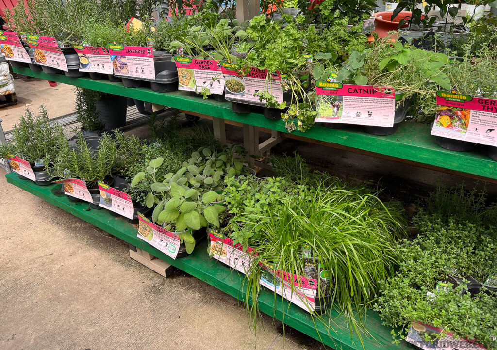 Photo of pre-grown herbs displayed on a store shelf. 