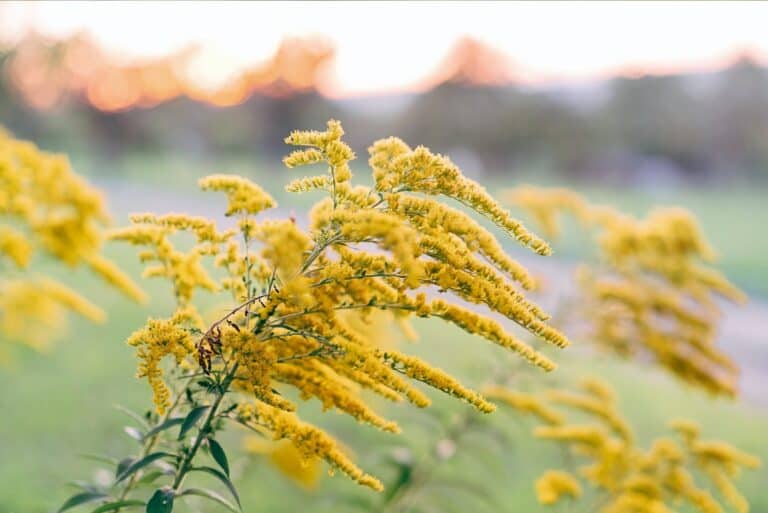 goldenrod plant