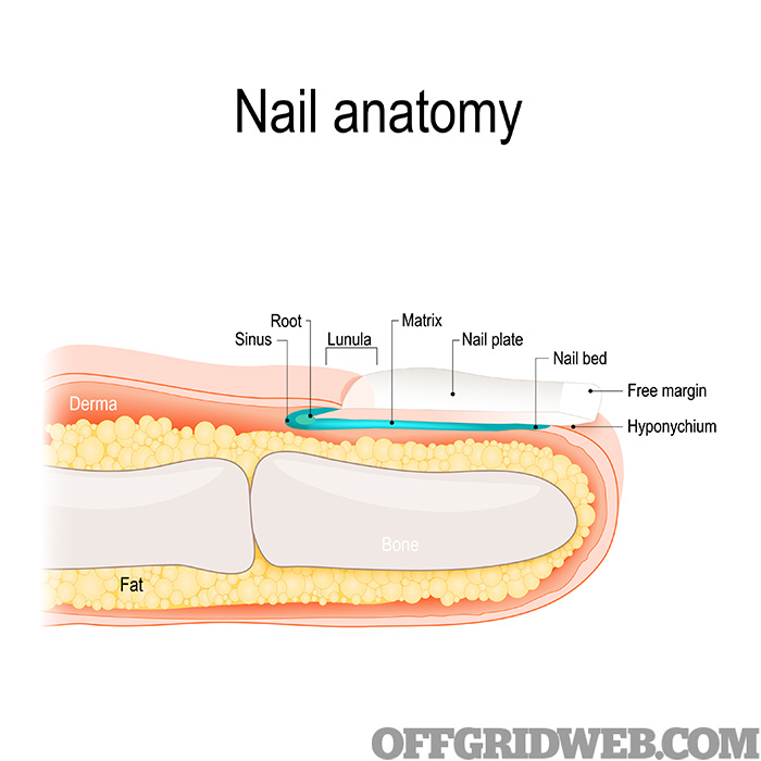 Structure of the Nail. Human anatomy.