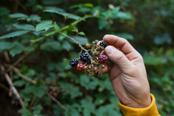 5 Safe and Easy Ways to Forage for Nutrient-Dense Food