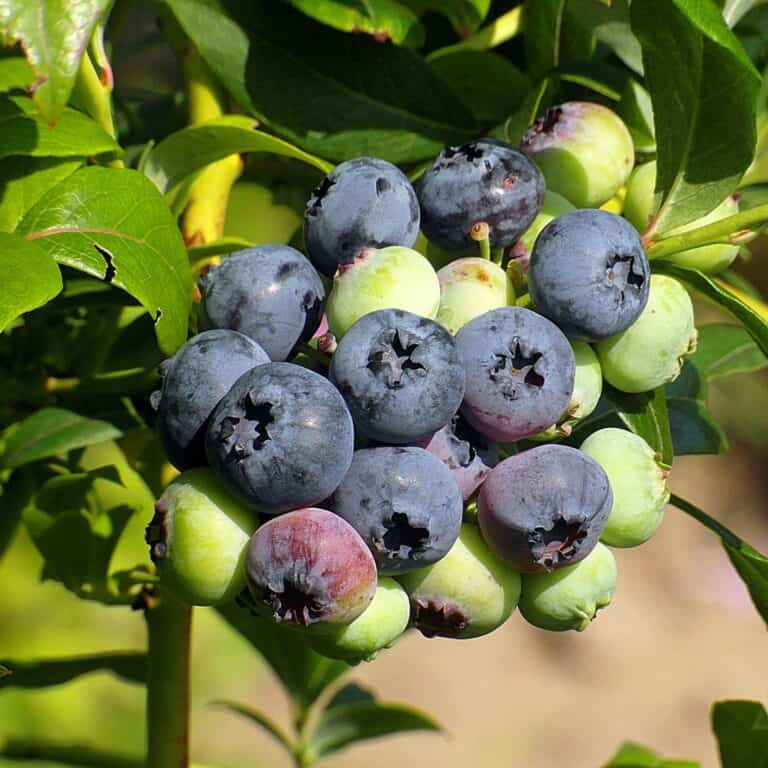 blueberries