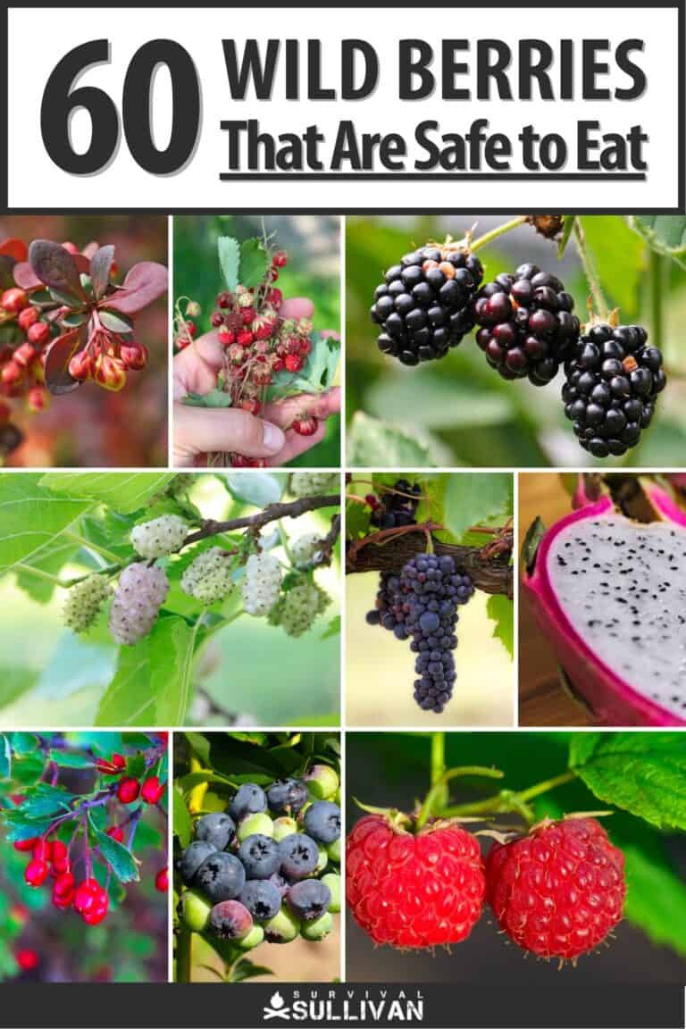 edible wild berries pinterest