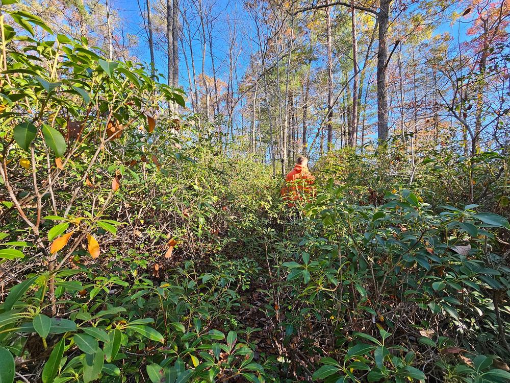 Cherokee Arch Trail