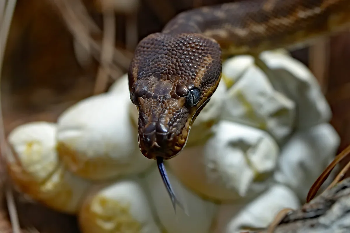 disgusting-things-bear-grylls-has-eaten