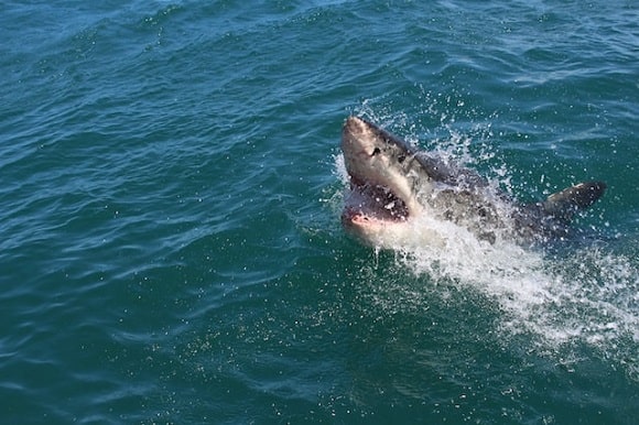 a great white shark leaping out of the water