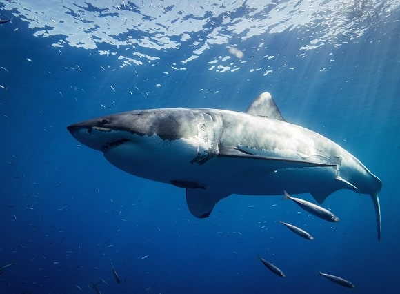 a giant great white shark cruising the ocean