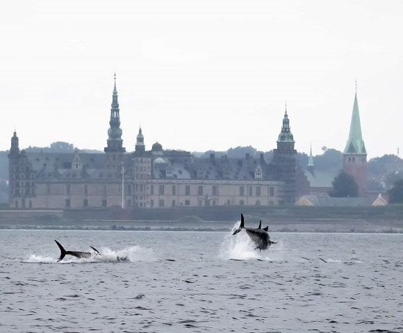 two giant bluefin tuna off the coast of Helsingor in Denmark