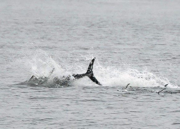 a huge bluefin tuna off Denmark hunting for prey