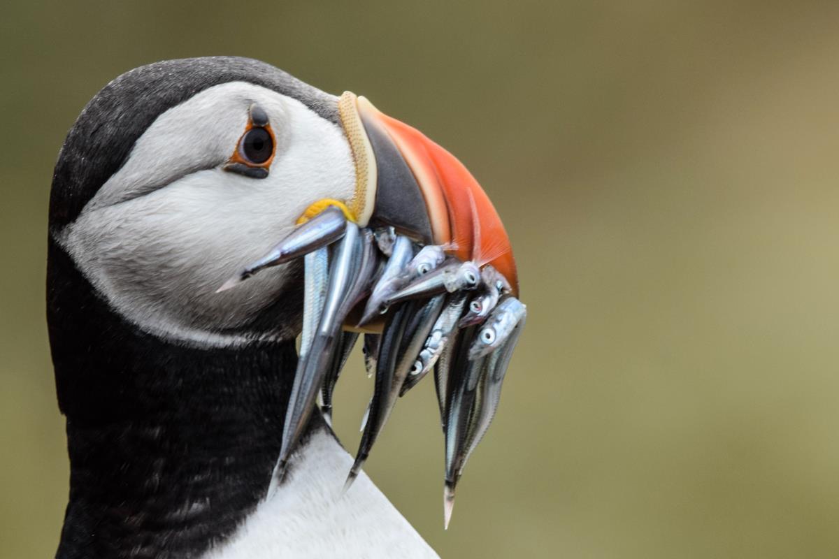 see a puffin