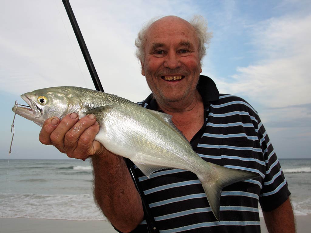 An elderly angler in a striped shirt holding up a Tailor fish while standing on a beach and holding his rod between his arm with the water visible behind him at sunset on  a summer's day