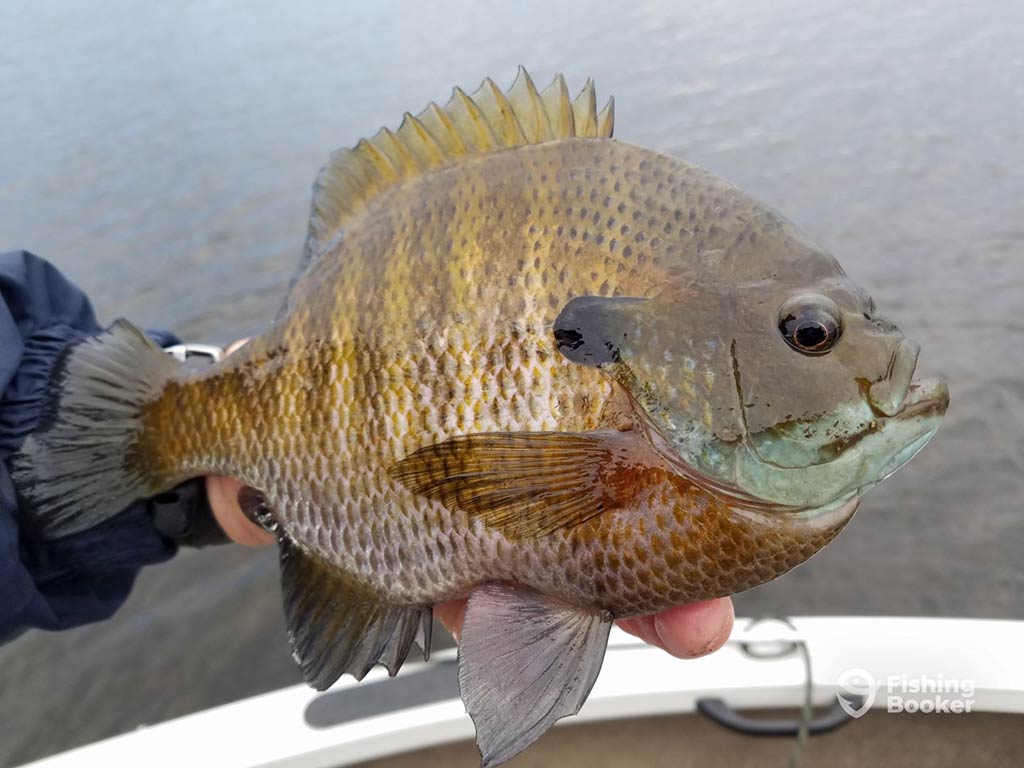 A closeup of a sizeable Bluegill fish in the palm of a hand with water visible behind it on a grey day