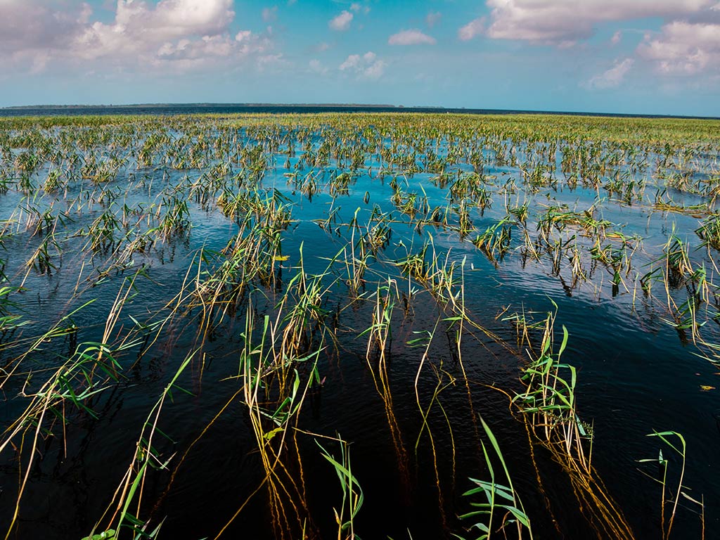 A closeup of grassy flats in the waters of Lake Kissimmee, FL, on a sunny day