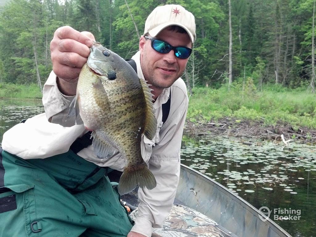 A man in sunglasses and a baseball cap crouching down on a boat on a river on a cloudy day and holding a Bluegill fish