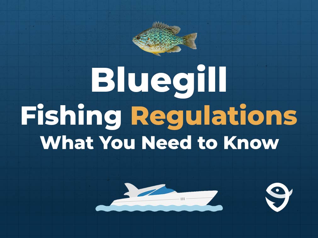 An infographic featuring a vector of a Bluegill followed by text that says "Bluegill Fishing Regulations What You Need to Know" along with the FishingBooker logo against a blue background