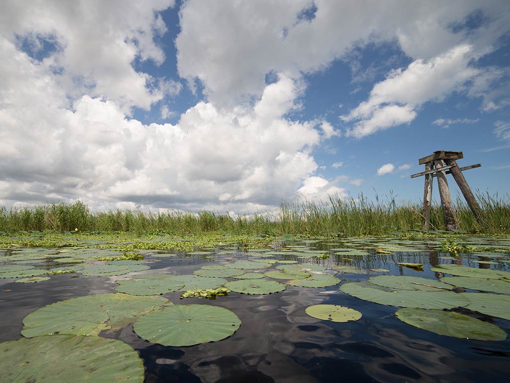 A view from water level across Lake Okeechobee on a cloudy day, with lily pads visible across the water and a wooden structure visible on the right