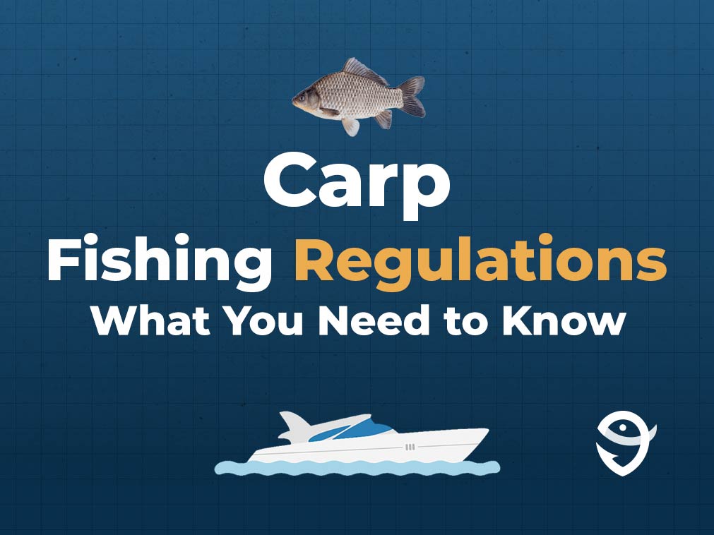 An infographic featuring a vector of a Carp followed by text that says "Carp Fishing Regulations What You Need to Know" along with the FishingBooker logo against a blue background