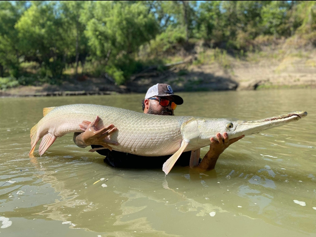 A photo of an angler standing in waist-deep water and struggling to hold a huge Alligator Gar with both hands 