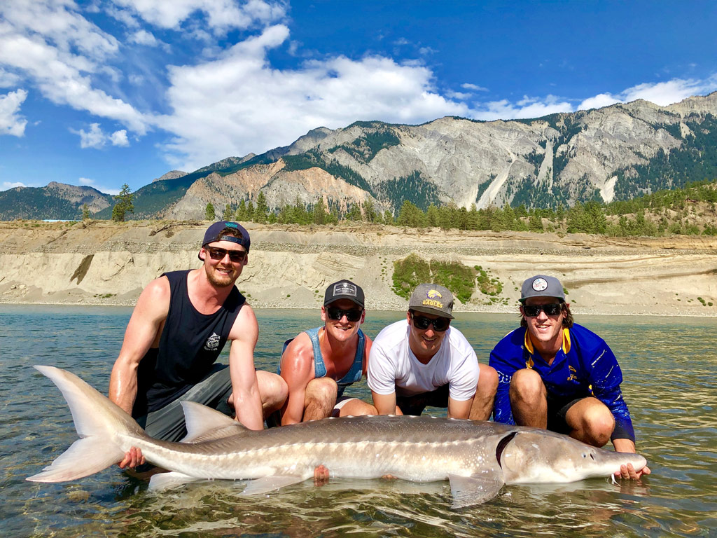 A group of four proud anglers squatting in the knee-deep water and holding a huge Sturgeon on the surface in front of them while posing for a photo on a bright day in the mountains