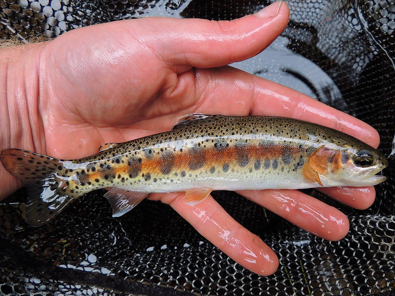 A “New” Redband Trout