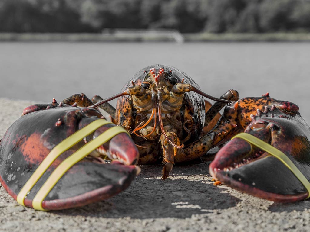 A closeup of a Lobster on dry land having been caught with its claws tied so that it cant' get away