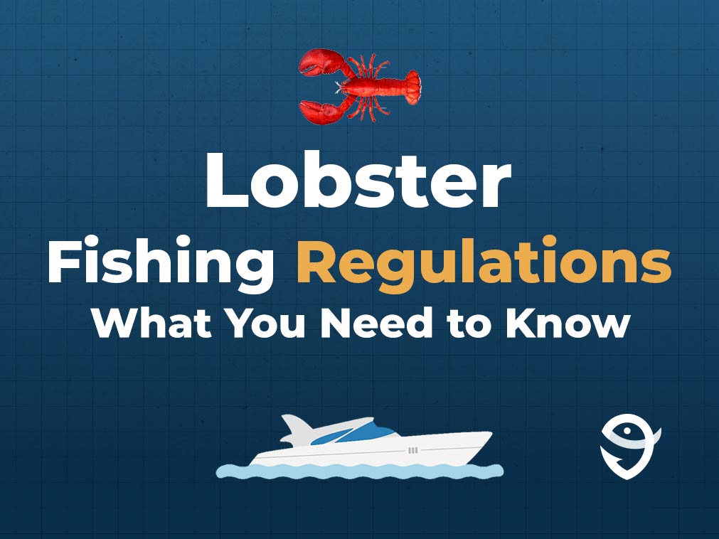 An infographic featuring a vector of a Lobster followed by text that says "Lobster Fishing Regulations What You Need to Know" along with the FishingBooker logo against a blue background