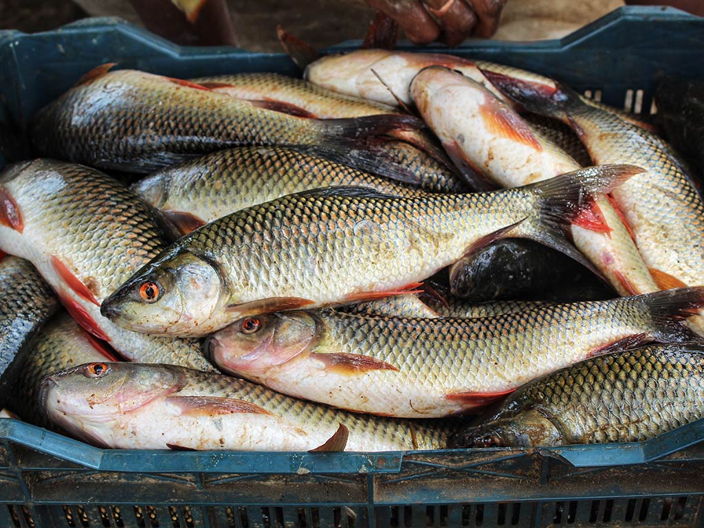 A closeup of a number of Carp (Rohu) fish in a bucket fresh from being harvested in India