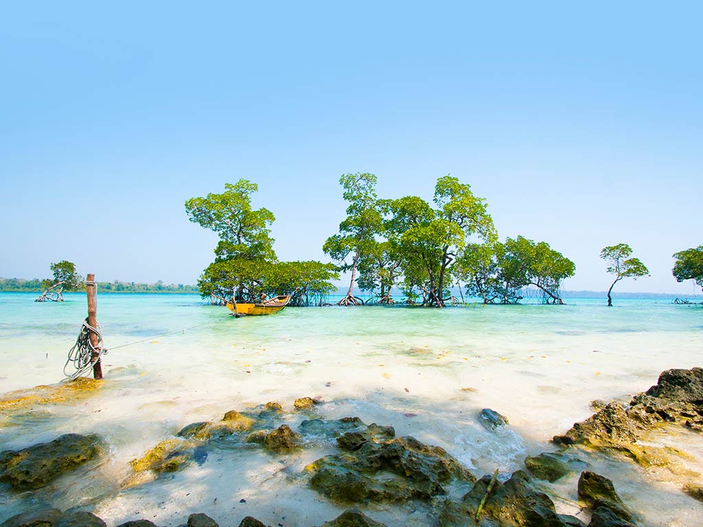 A view from a beach towards some submerged trees in the water of Havelock Island in the Andaman Sea on a clear day