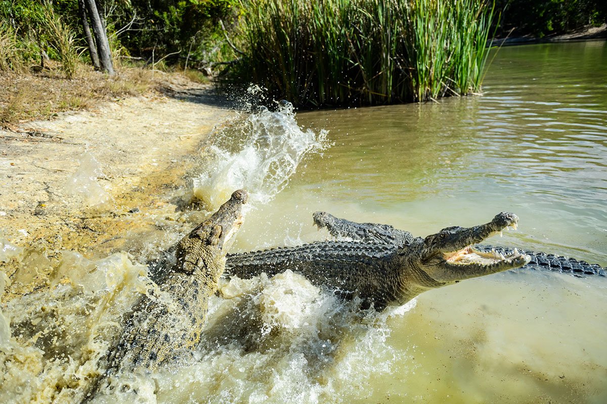 5 Animals in Australia That Could Easily Kill You, Plus How to Avoid Them