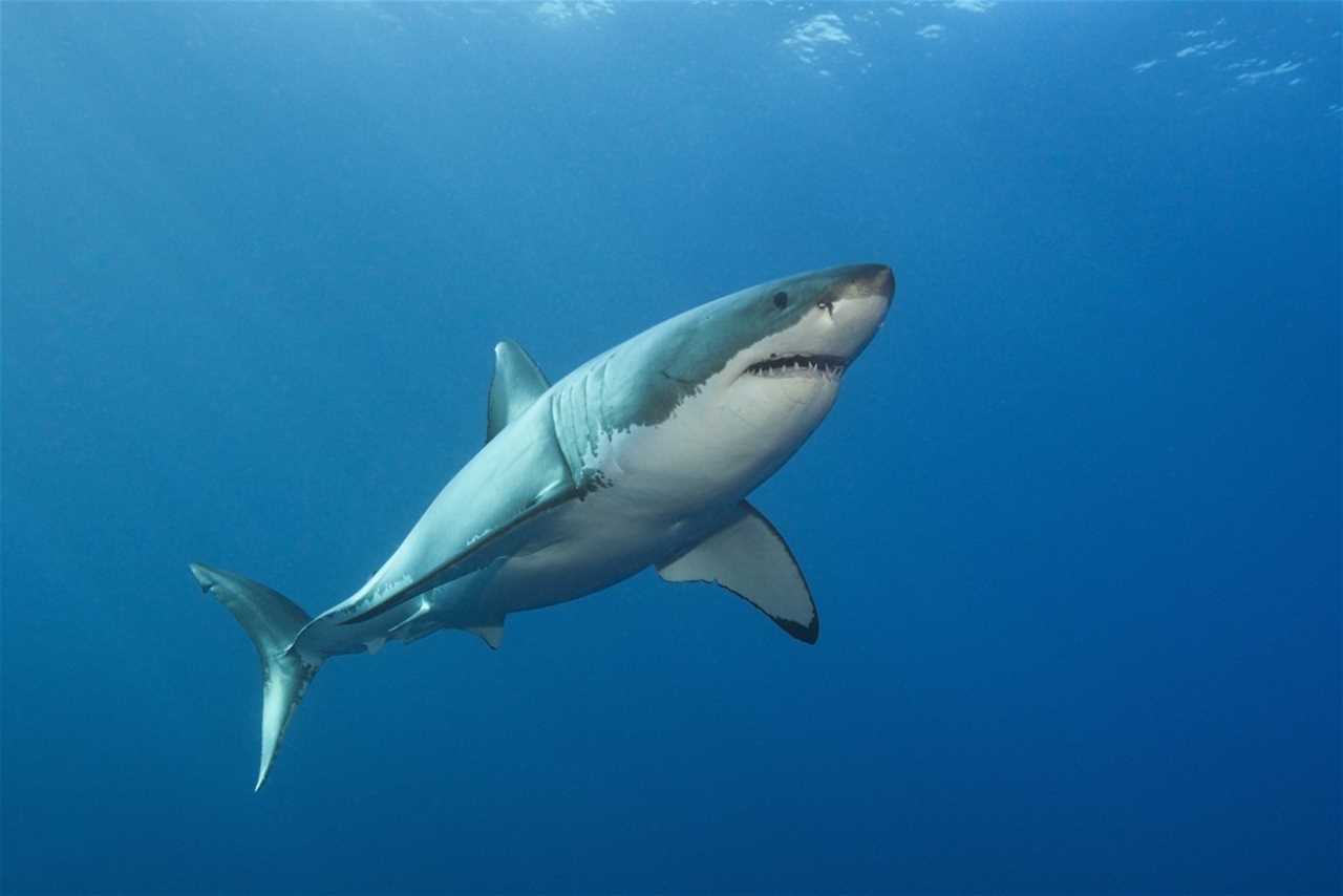 great white shark