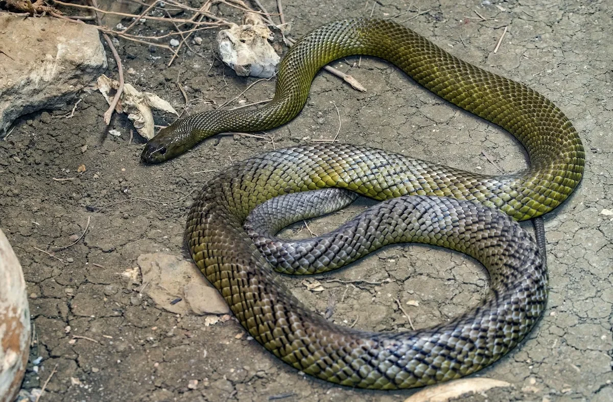 Inland taipan