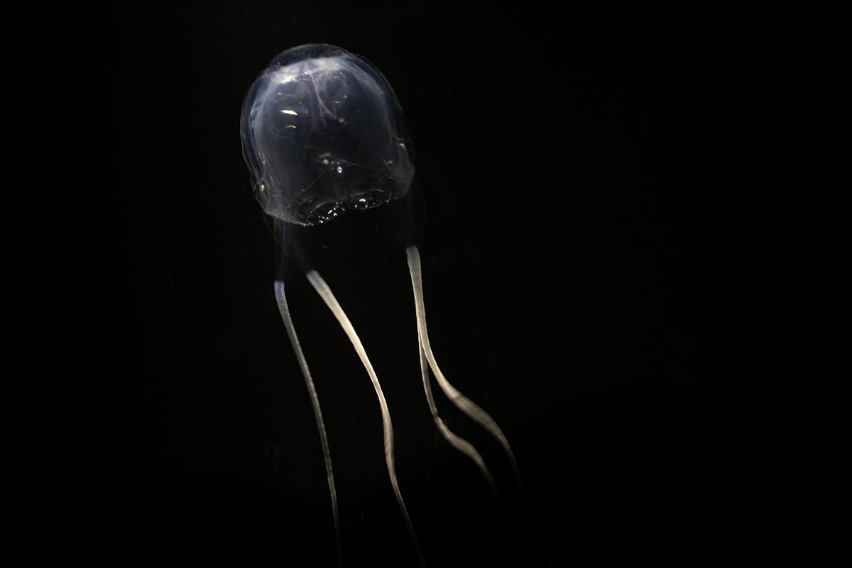 deep-sea-creatures-to-avoid