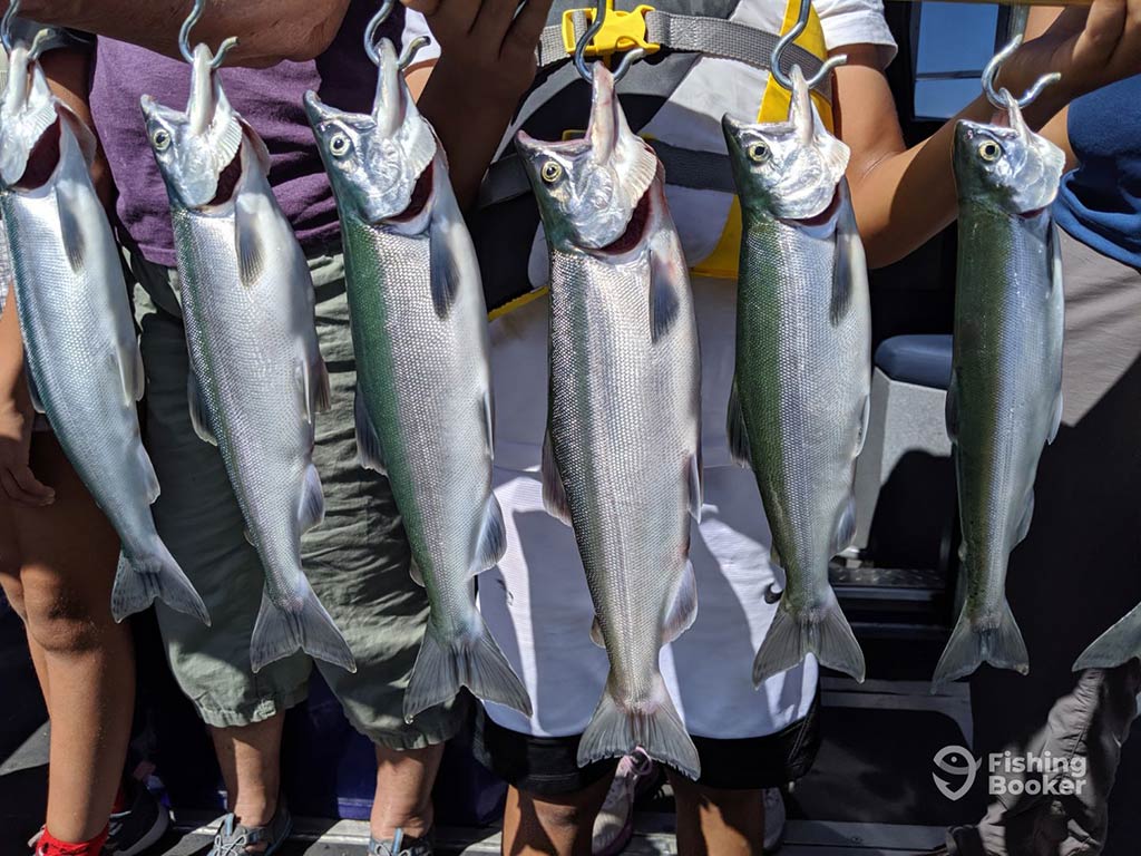 A closeup of a number of Kokanee Salmon hanging from a board after being caught on a successful fishing trip in Nevada